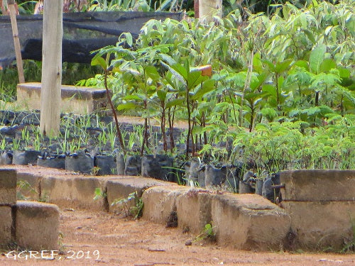 Participate in our Reforestation Project